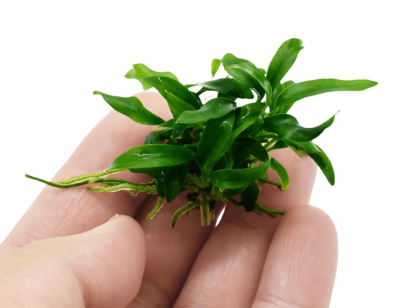 Анубиас Бартера Dragon Claw (меристемное растение)